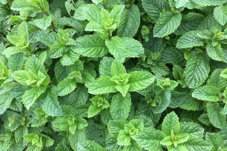 Mentha spicata