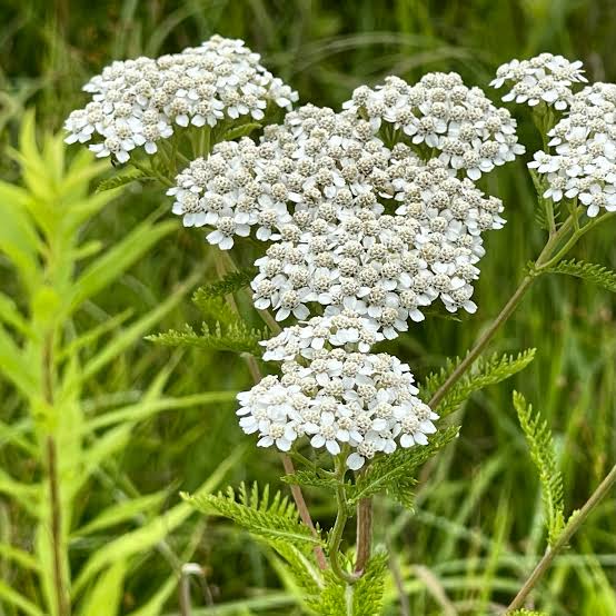 Yarrow