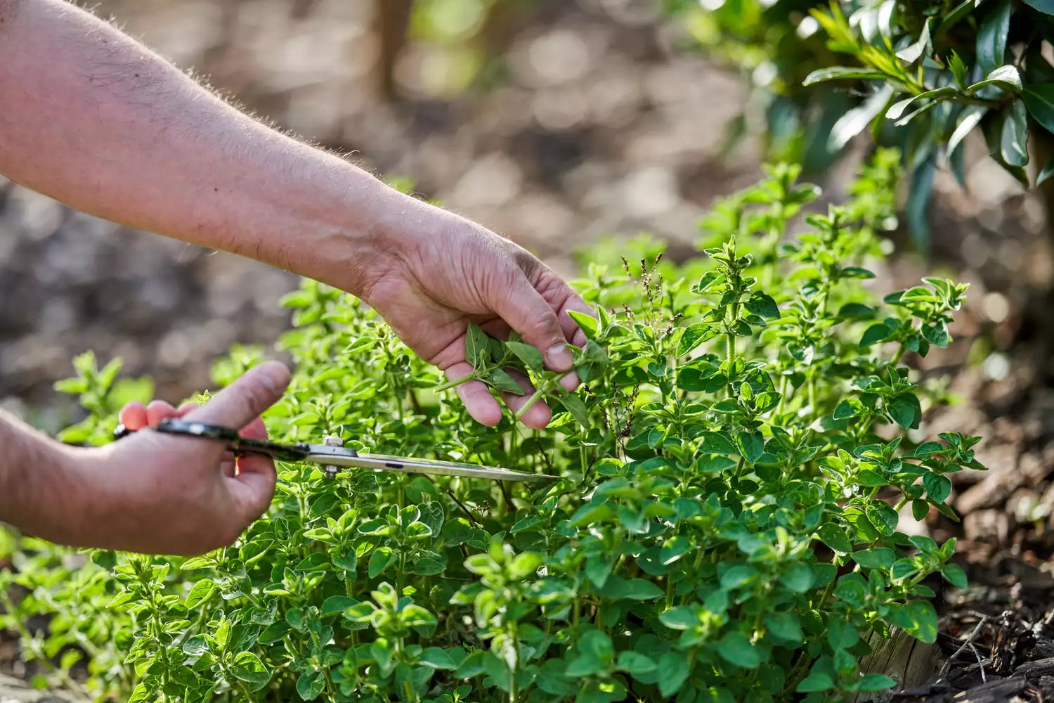 oregano-GettyImages-1396383006-abdea429f00e4f599b83fab2302bb489.webp