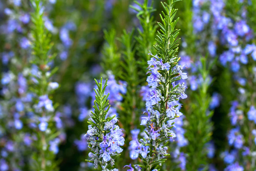 Rosmarinus officinalis