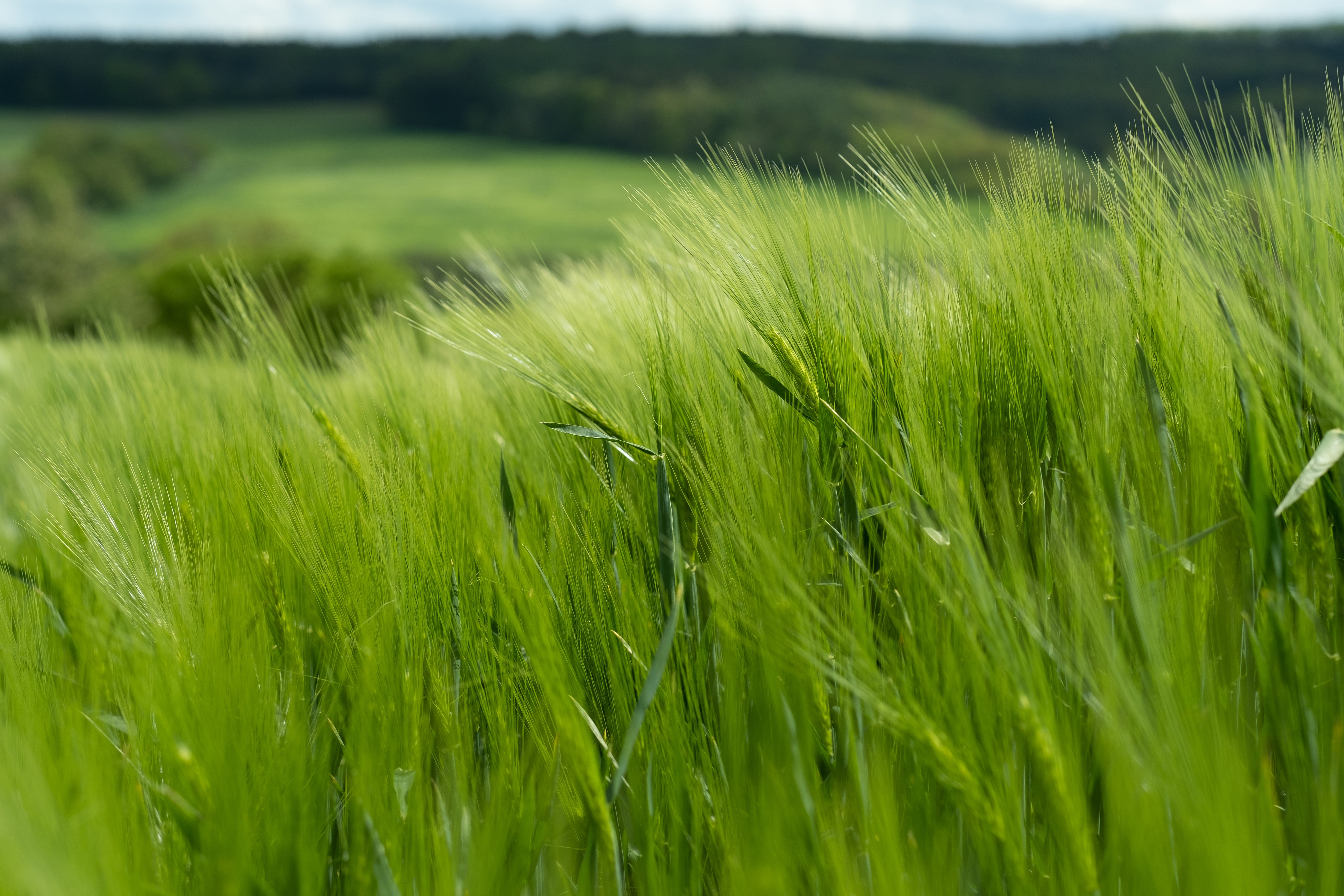 vibrant-green-grassy-plant-with-rolling-hillside-behind.jpg